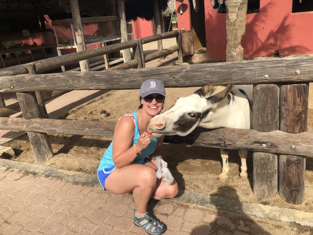 feeding the donkeys in Aruba
