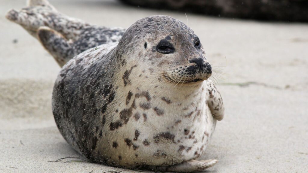 a harbor seal from a seal watching tour in Newport, RI