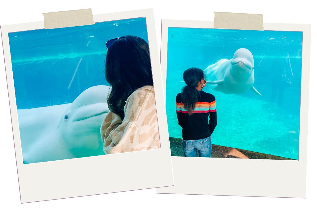 girls standing in front of a beluga whale at the Mystic Aquarium