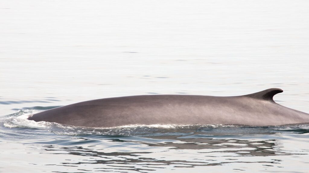 a finback whale off the coast of Rhode Island