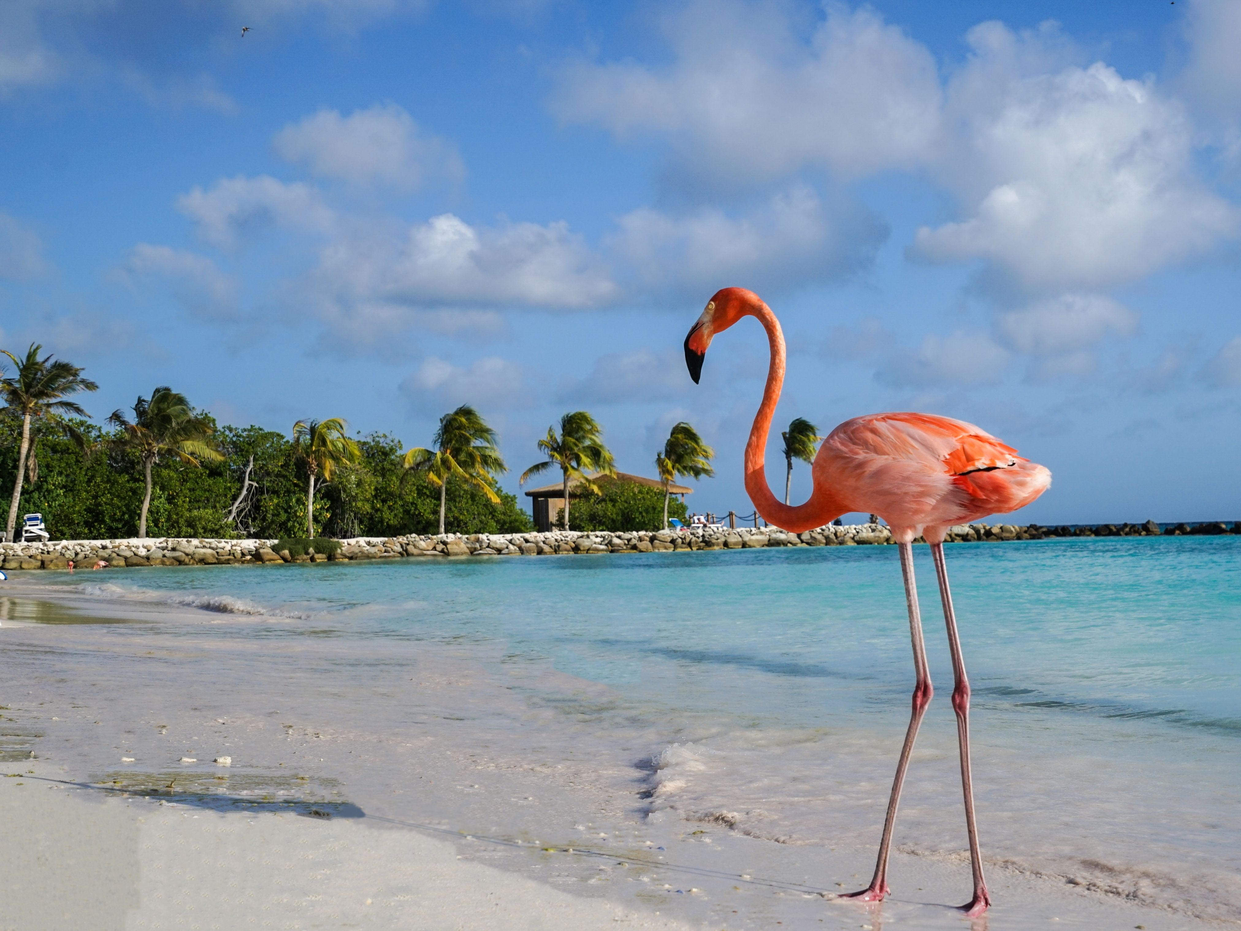 a flamingo on Flamingo Beach in Aruba