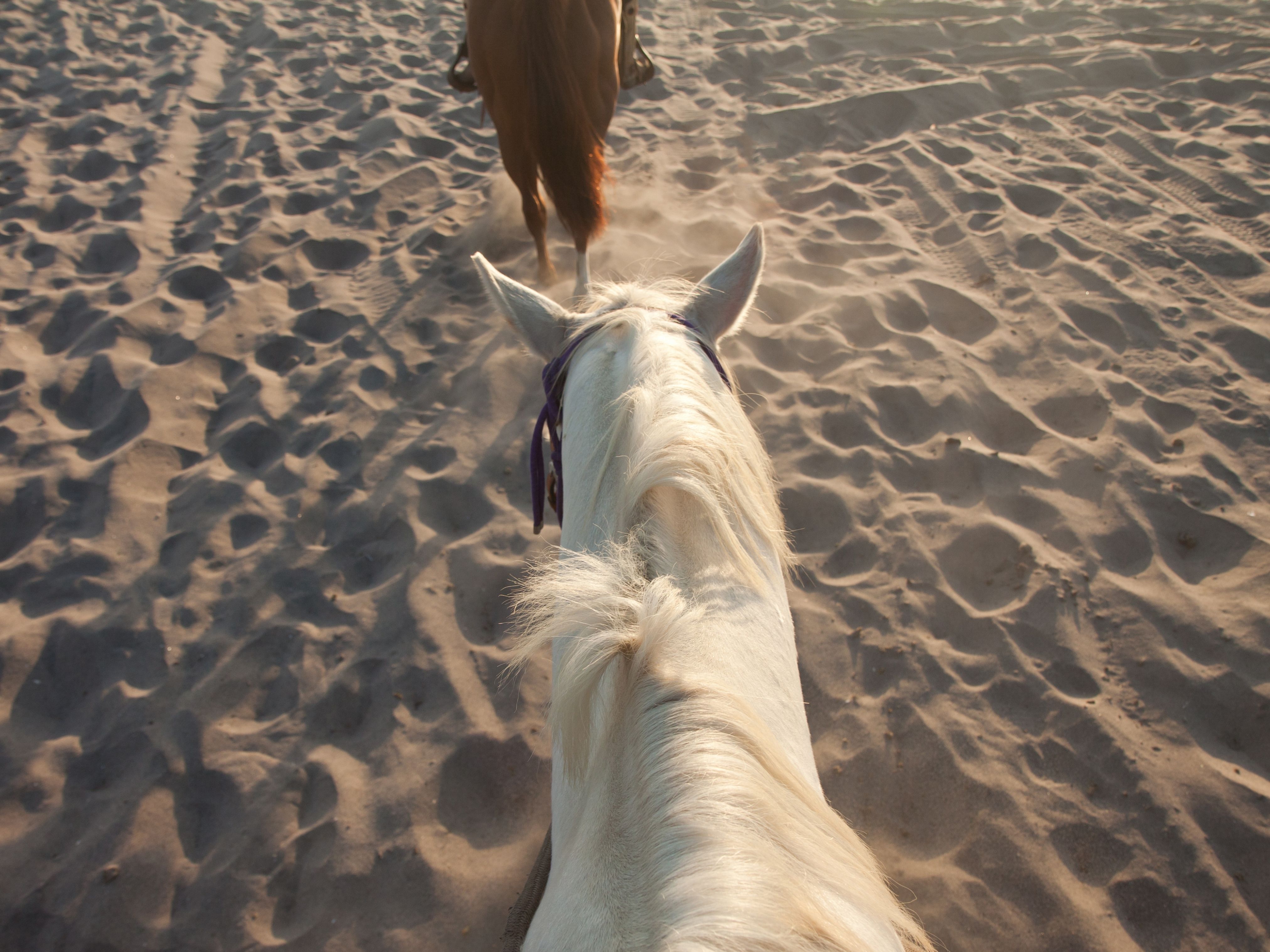 Horseback riding on the beach in Aruba