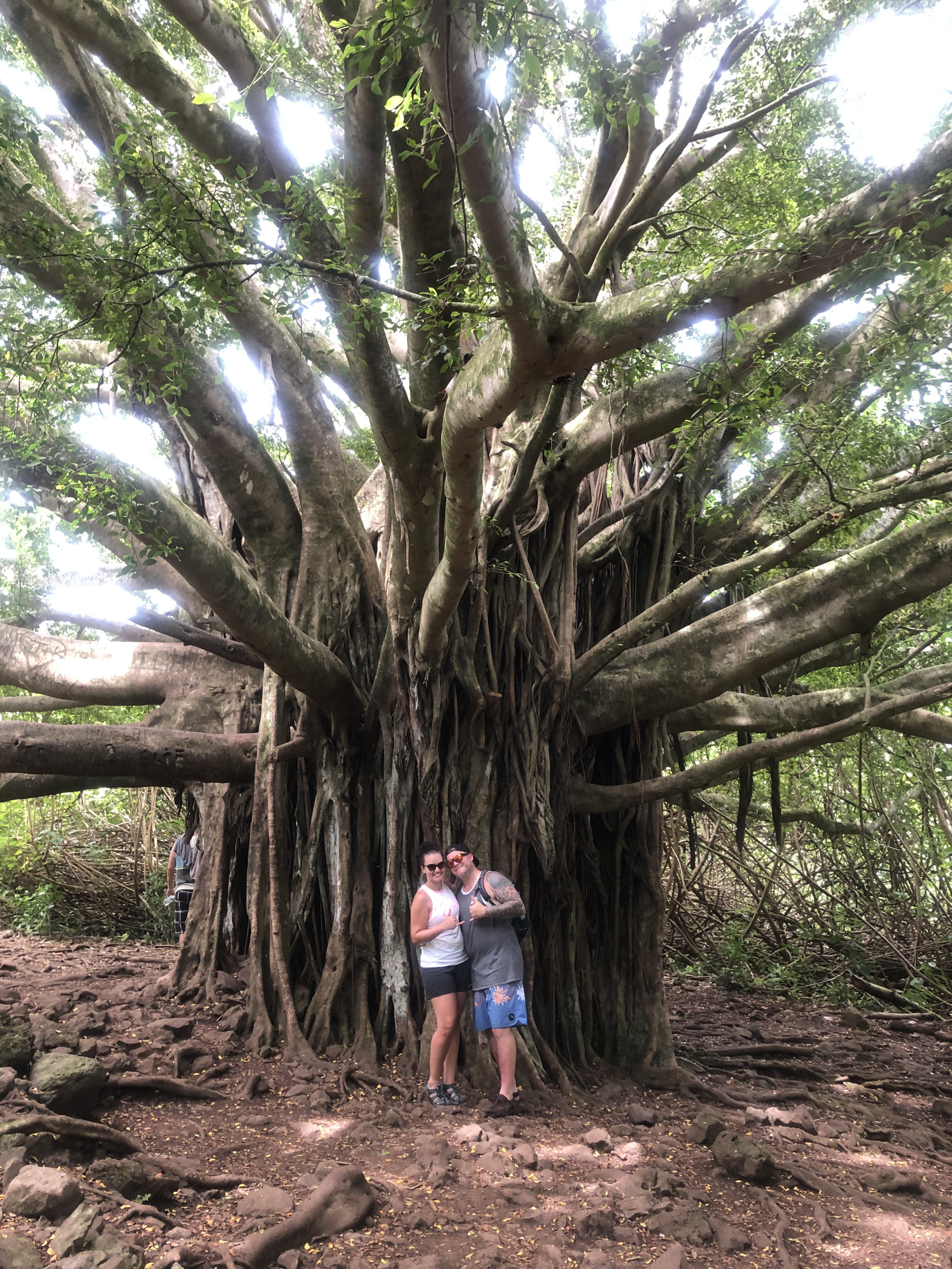 banyan tree in Maui