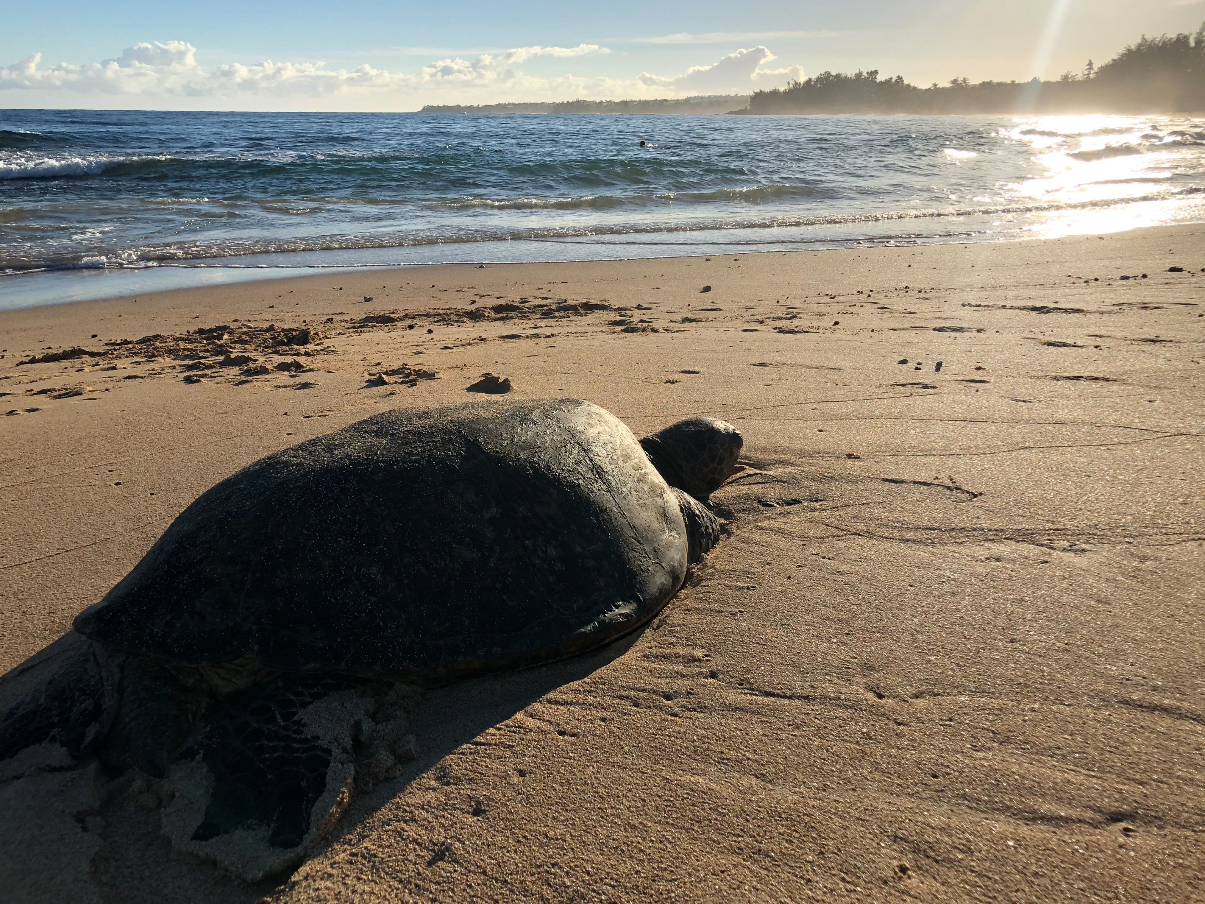 a sea turtle on baby beach in maui