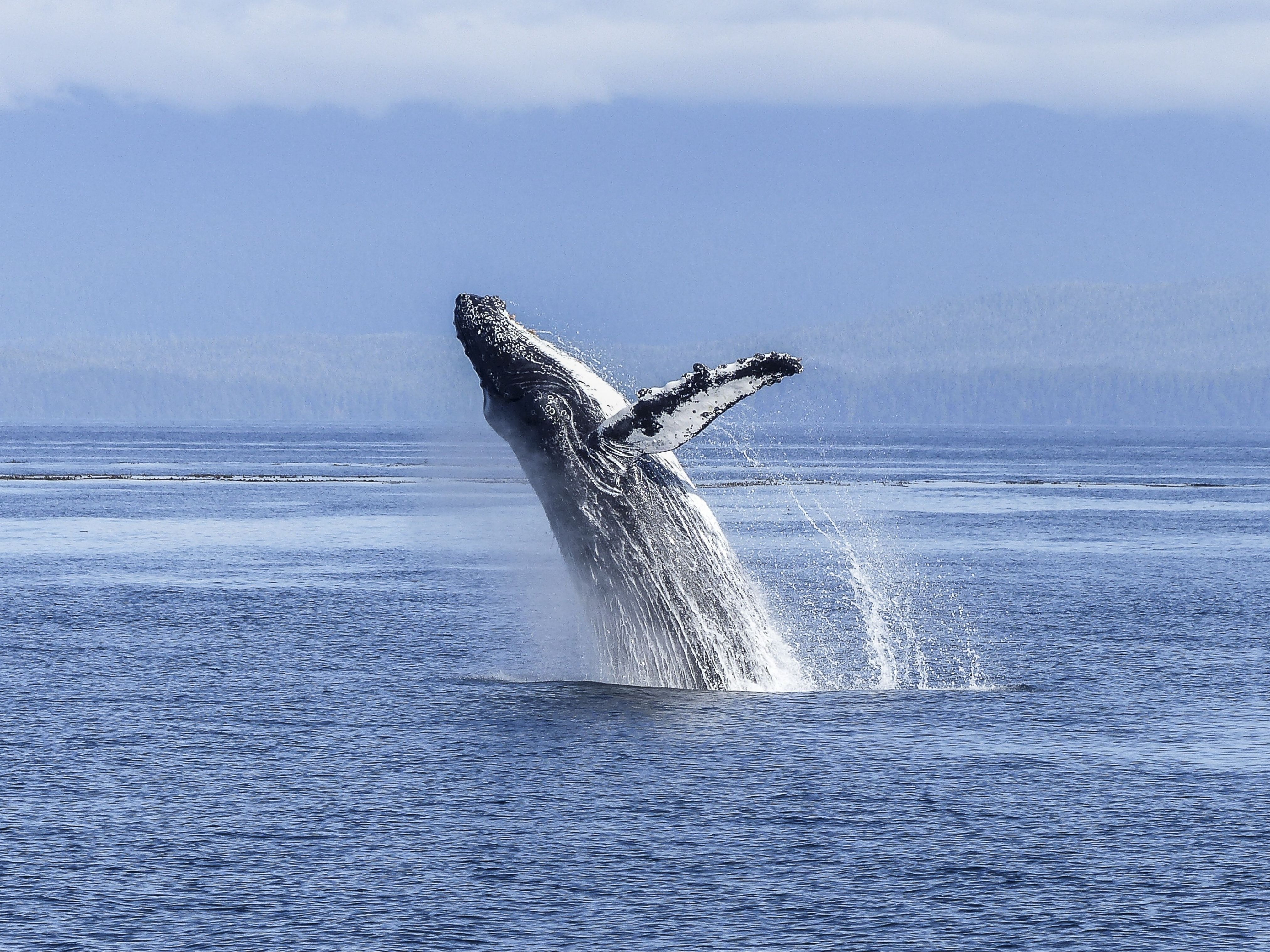 whale watching tour in Maui