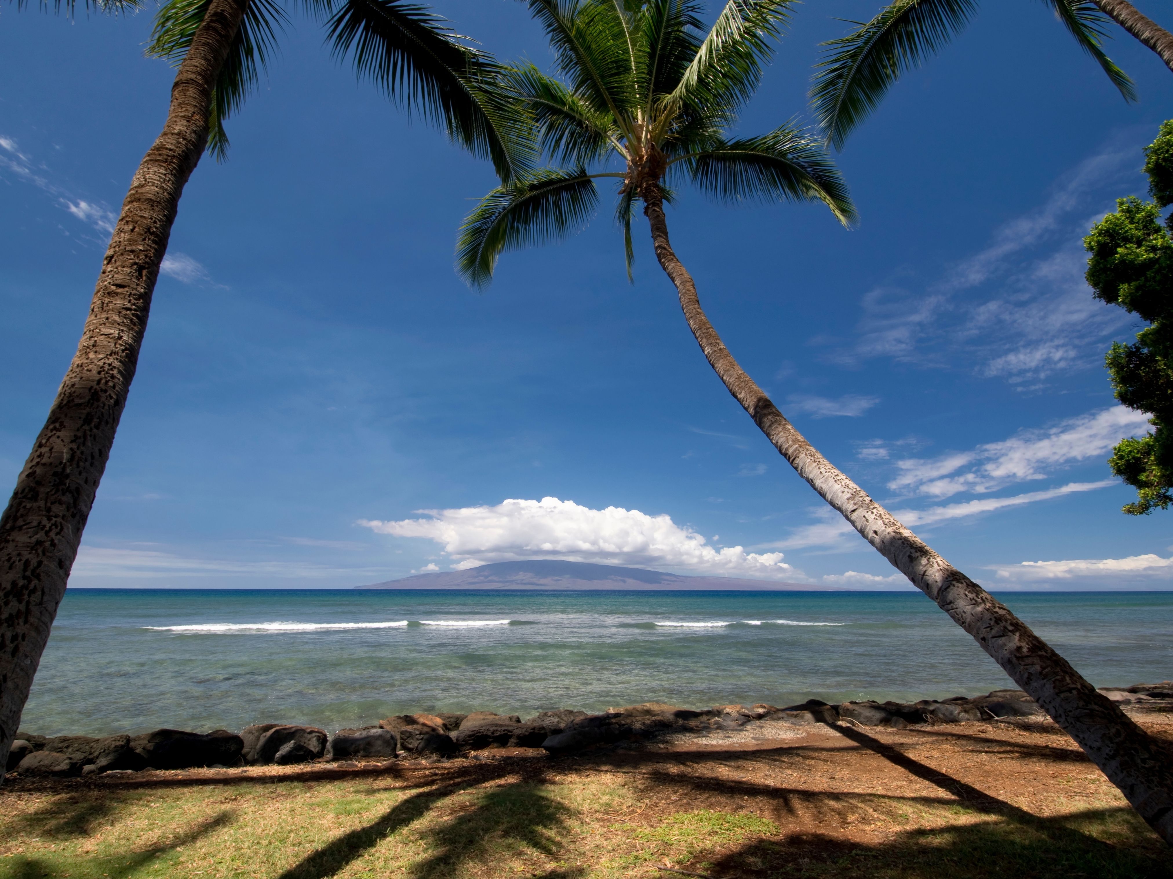 the palm trees at Launiupoko Beach Maui