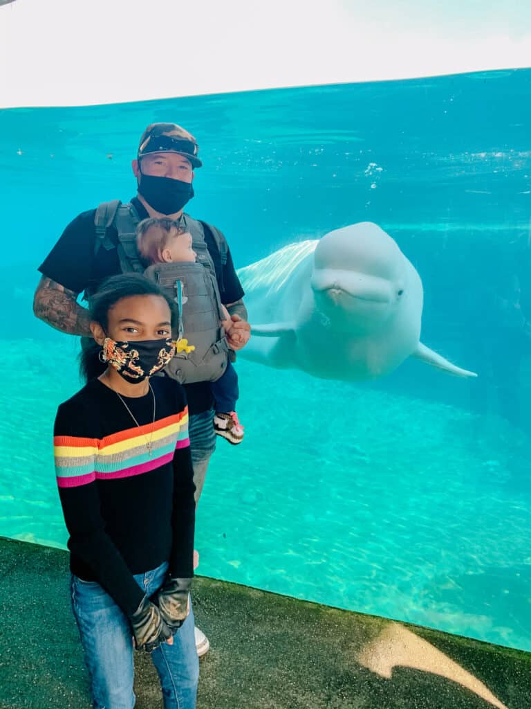 Beluga Whale Exhibit at Mystic Aquarium