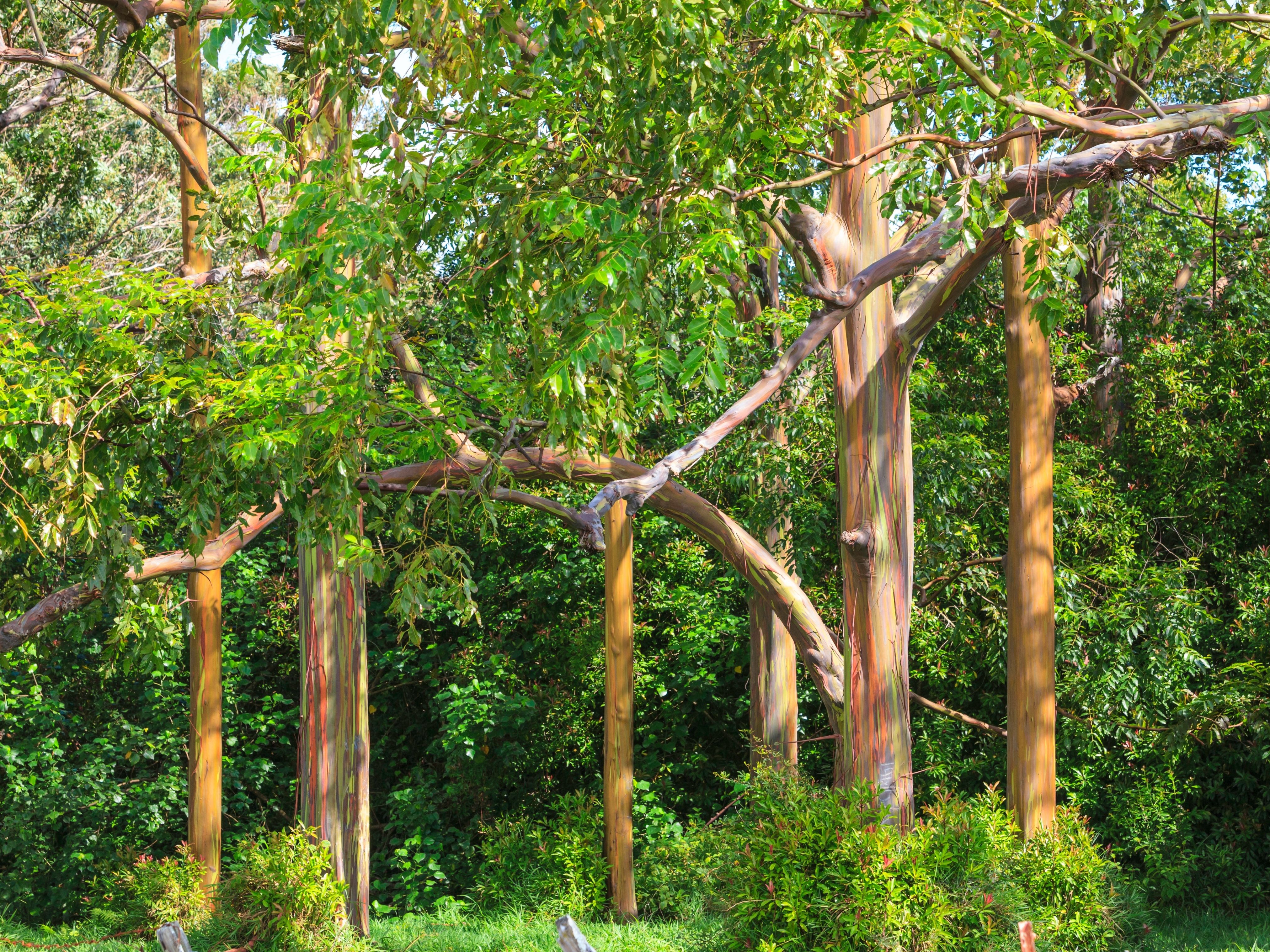 Rainbow Eucalyptus Grove on the Road to Hana