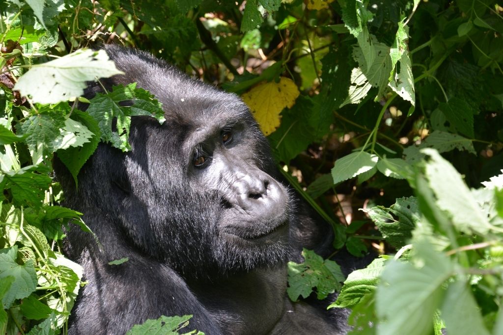 gorilla trekking in Bwindi Impenetrable Forest is the ultimate tourist attraction in Uganda Africa