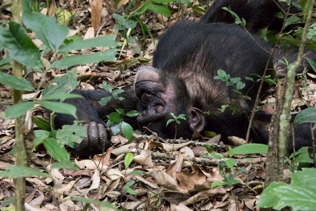 chimpanzee trekking is a popular and unique tourist attraction in uganda africa 