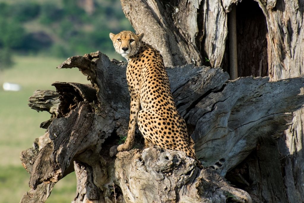 Cheetah at Kidepo Valley National Park