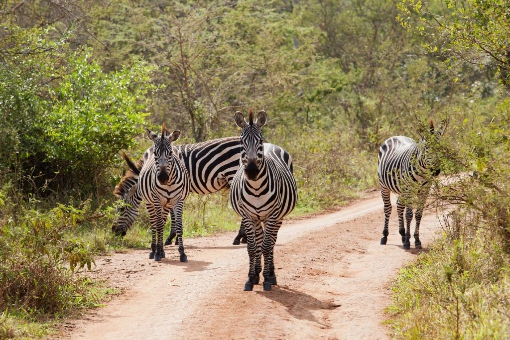 Zebras in Lake Mburo National Park Uganda