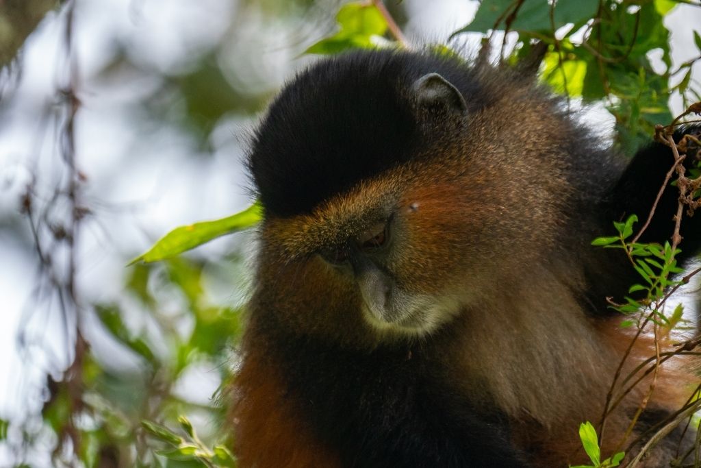 golden monkey trekking in Mgahinga Gorilla National Park is a popular and unique tourist attraction in Uganda Africa