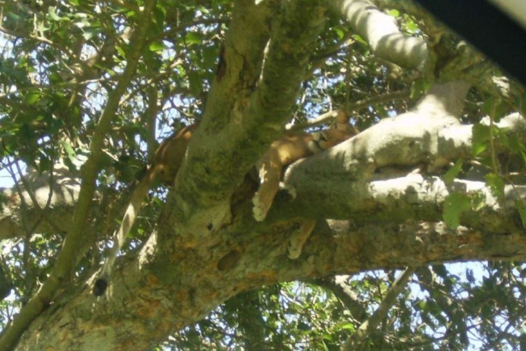 tree climbing lions in the Ishasha sector of Queen Elizabeth National Park Uganda