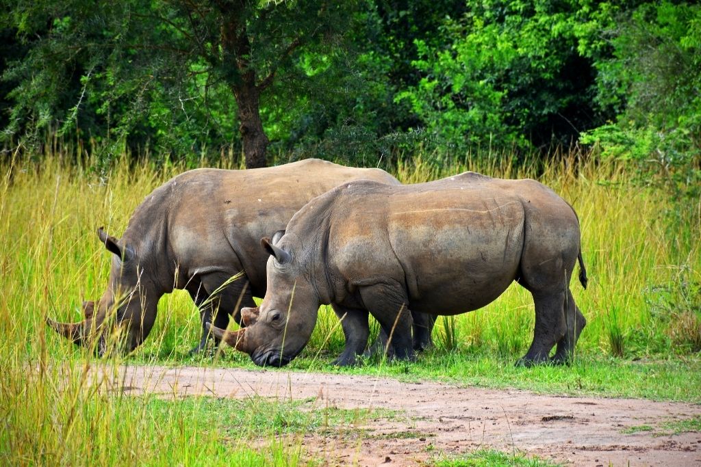 Ziwa Rhino Sanctuary is the only place to see white rhinos in Uganda