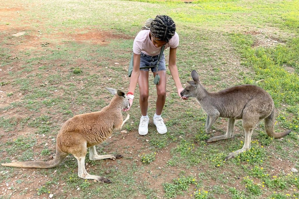 girl feeding kangaroos at Kentucky Down Under Adventure Zoo