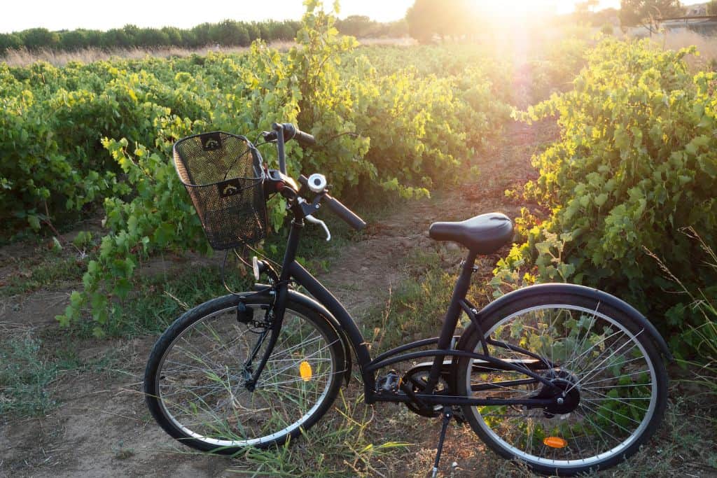 bicycle in a vineyard at sunset 