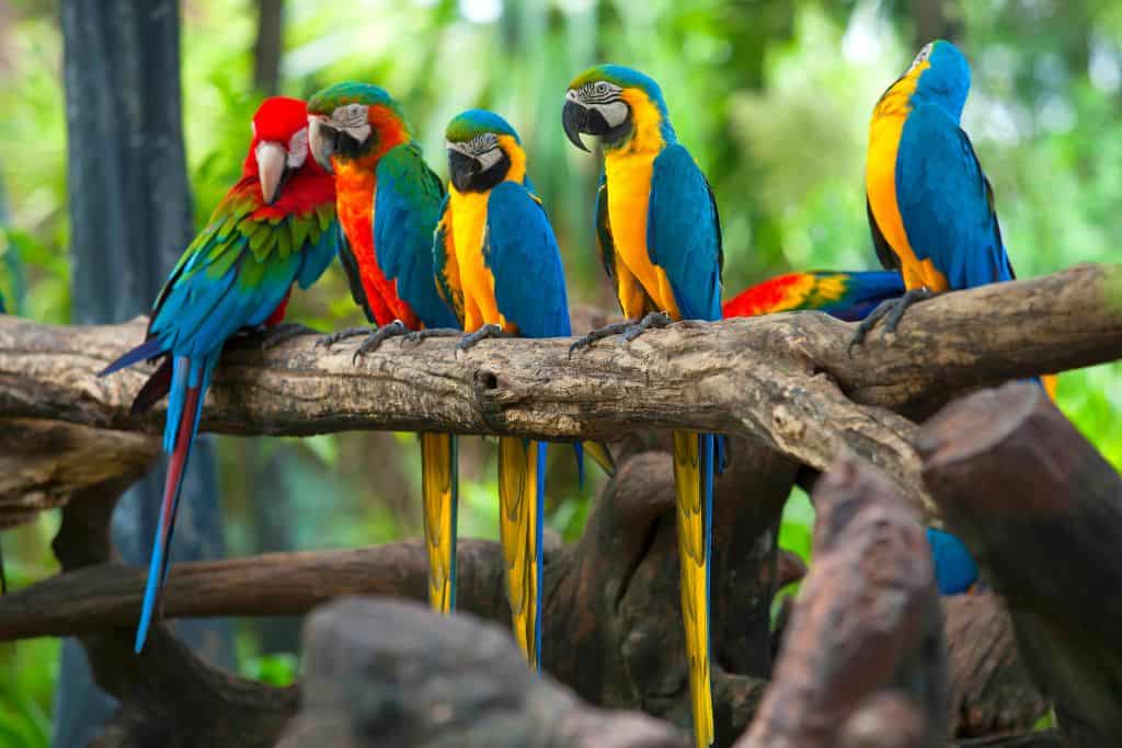 parrots perched at the Bird Kingdom in Niagara Falls