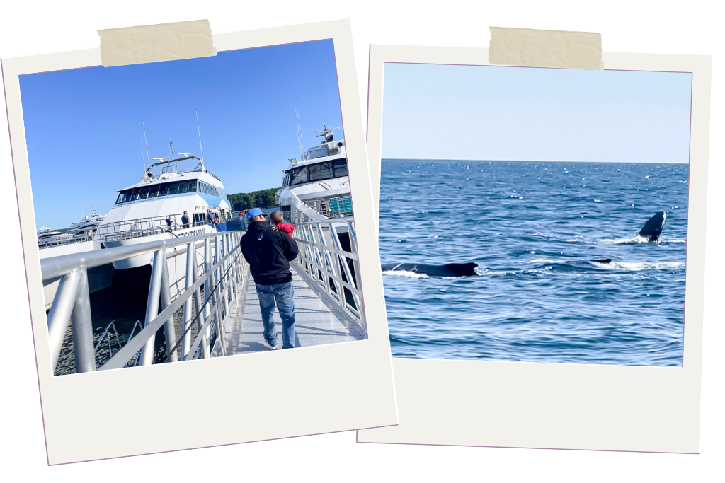 photo collage of whale watching boats in Bar Harbor and whales in the ocean